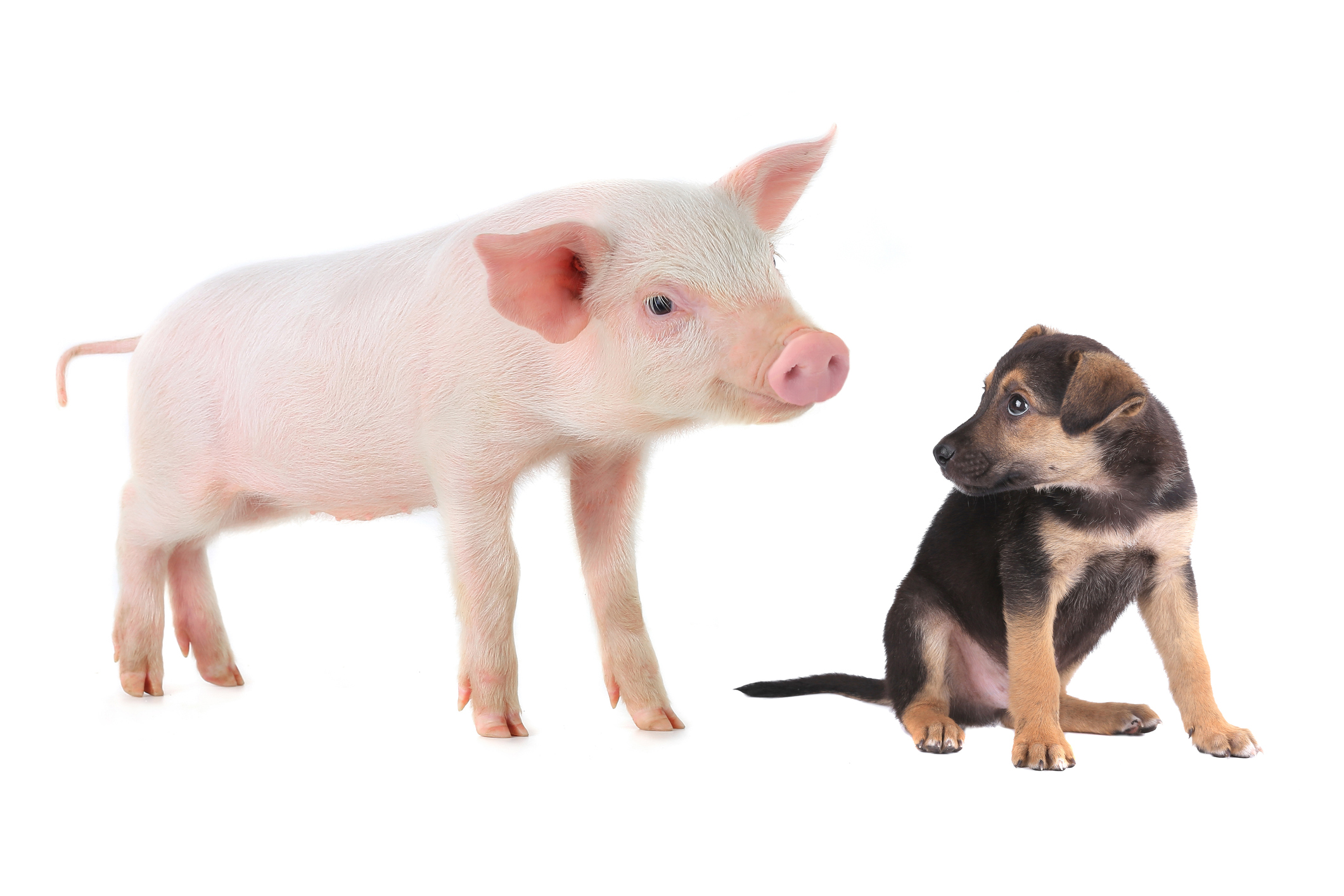 Den inneren Schweinehund bekämpfen mit Routine