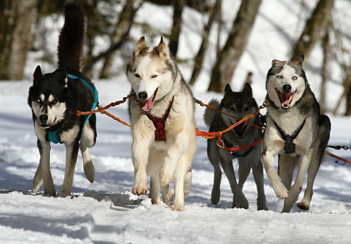 Huskys in Bewegung