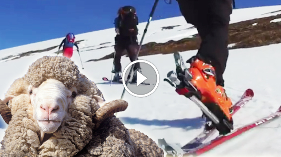Skitour Video Blog - Folge 2: Qualität, Funktion und Pflege von Merinowolle / Bild: Alpinschule Highlife