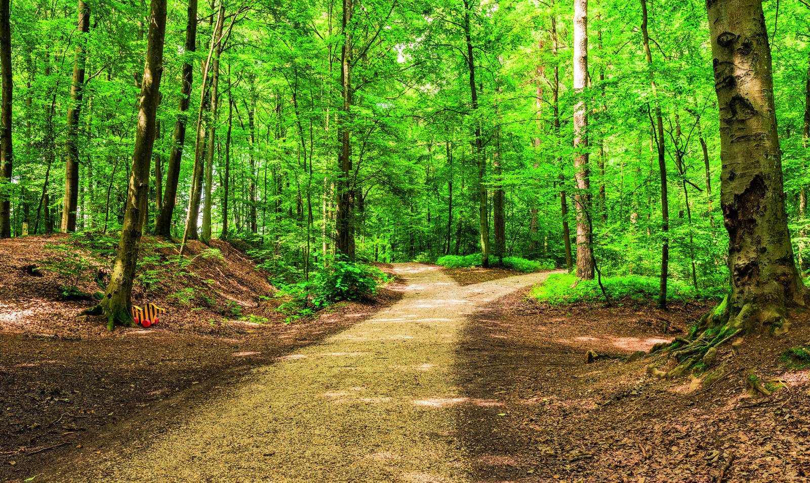 Oh, wie schön ist die Forststraße: Über die Suche nach der Königin unter den Bikestrecken