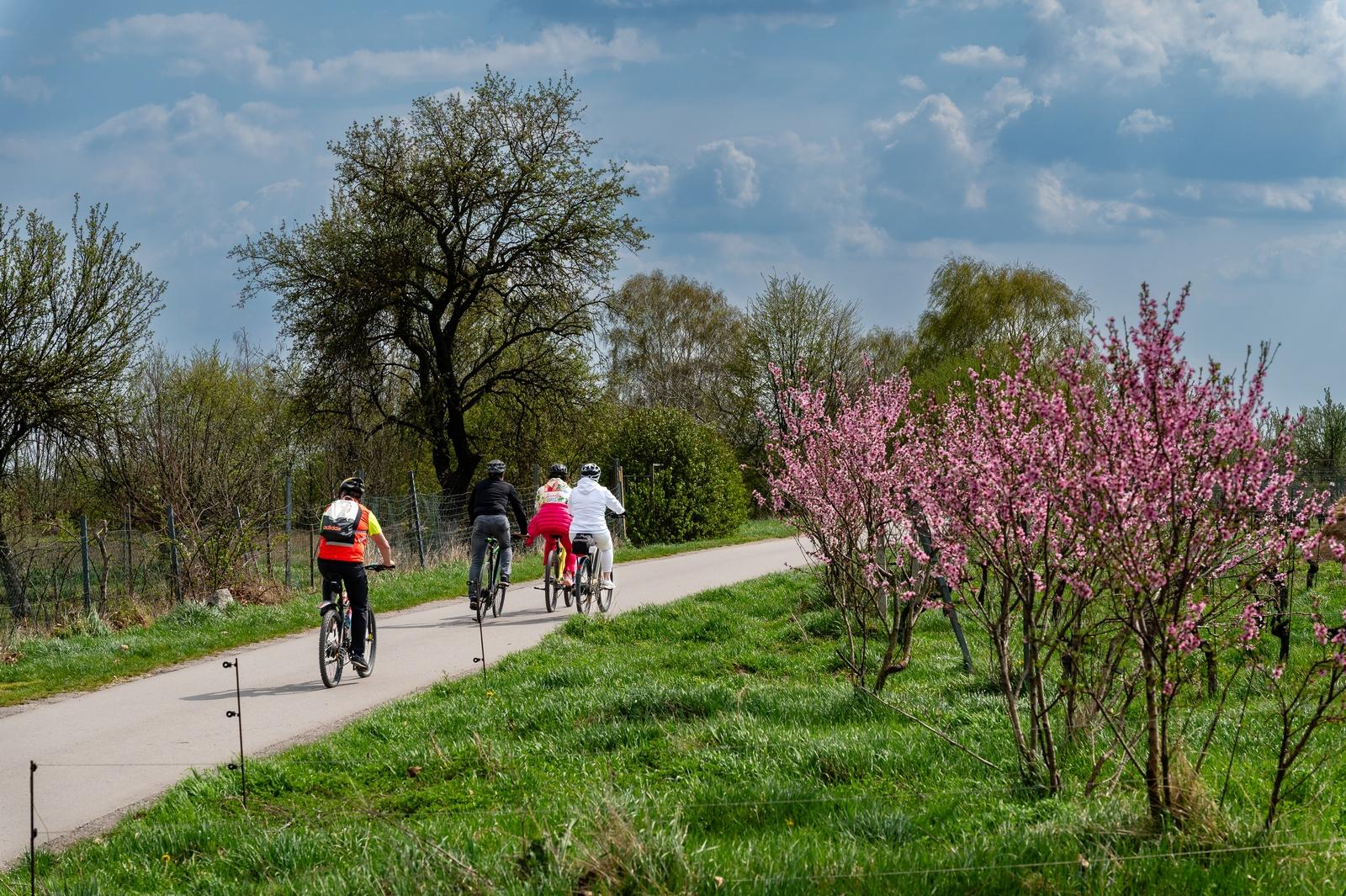 Frühlingshaftes Losradeln: Genussvolle Radveranstaltung im Nordburgenland