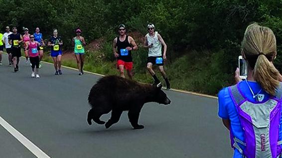 Schwarzbär crasht 10-Meilen-Lauf in Colorado / Bild: Donald Sanborn