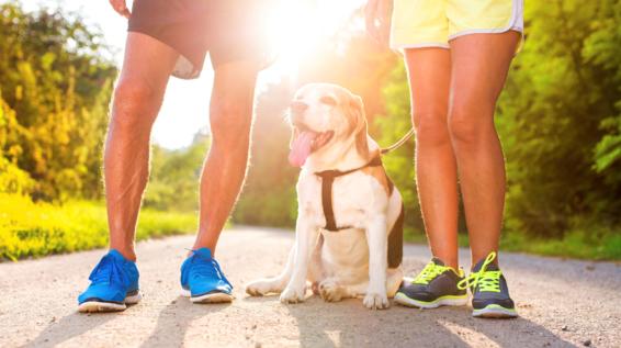 Dogging Was Beachten Beim Laufen Mit Hund Sportaktiv Com