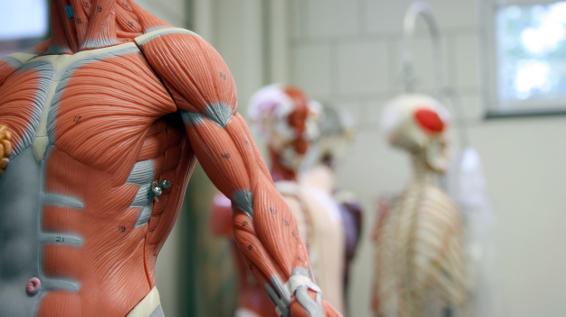 Faszientraining / Bild: istock / cudazi