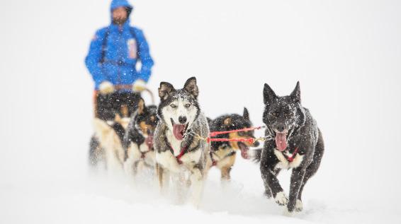 In der Wildnis Skandinaviens: Die Anmeldung für den Fjällräven Polar 2017 startet im November! / Bild: Fjällräven
