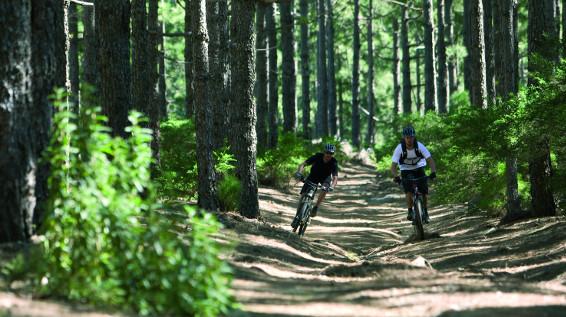 Wegerecht im Wald: Freie Fahrt für Mountainbiker! / Bild: Specialized