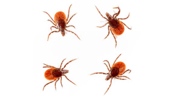 Vorsicht im Freien: Die 7 wichtigsten Infos gegen Zecken / Bild: iStock / humonia Vorsicht im Freien: Die 7 wichtigsten Infos gegen Zecken / Bild: iStock / humonia