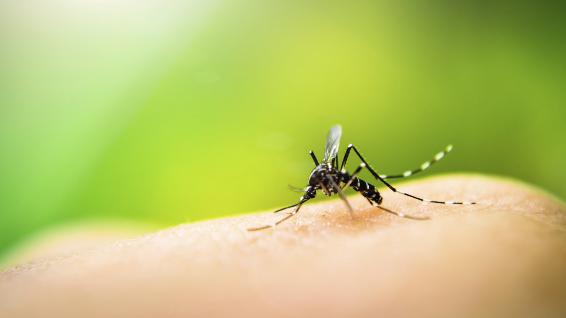 Gelsen-Alarm: 5 stichhaltige Fakten, die du über die fliegenden Blutsauger wissen solltest / Bild: iStock / auimeesri