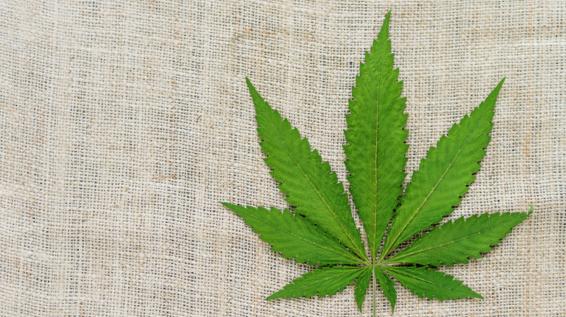 Gesunde Ernährung: 5 Fakten über Hanfsamen / Bild: iStock