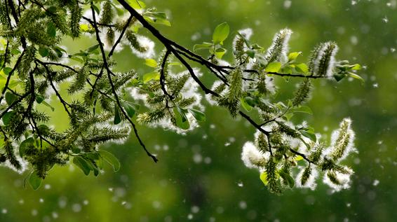 Gratis Allergiker-App der Med Uni Wien liefert 3-Tages-Prognose / Bild: iStock / Alkimson