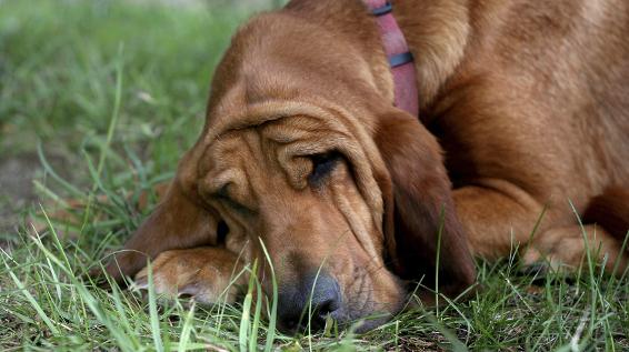 Tierisch gut: Hündin gewinnt Medaille bei Halbmarathon / Bild: iStock