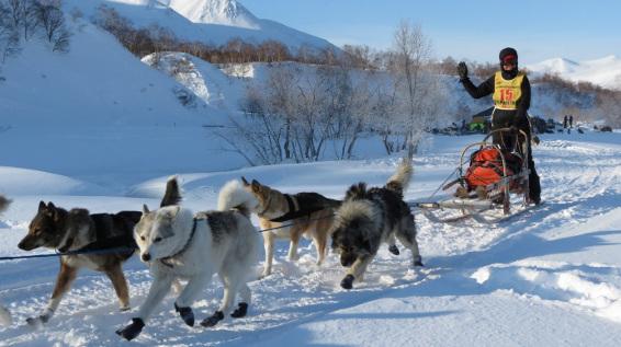 Musher mit Gespann NEU Erzgebirge Holz Berge Hund Tiere Schnee Winter Dog Driver 