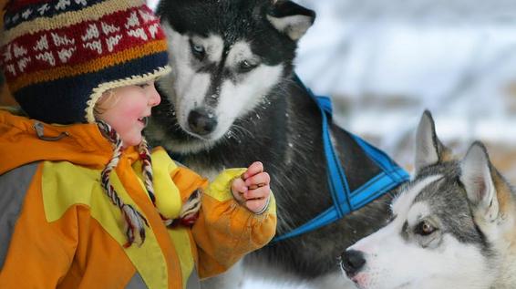 Eines von vielen Ausflugszielen in den Kitzbüheler Alpen ist die Huskyranch in Angerberg. / Bild: Martin Eigentler