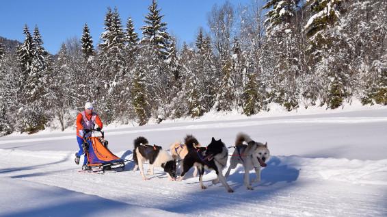 3-Tages-Schlittenhundekurse im Tiroler PillerseeTal / Bild: WMP 3-Tages-Schlittenhundekurse im Tiroler PillerseeTal / Bild: WMP