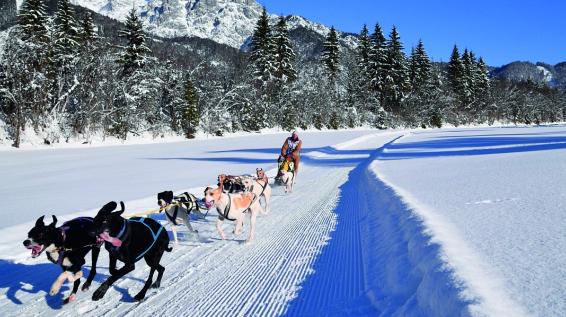 Größtes Hundeschlittencamp der Alpen ab Mitte Jänner im Pillerseetal / Bild: WMP