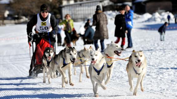 Scharnitz ist Austragungsort der Schlittenhunde Weltmeisterschaft 2015 / Bild: Holzknecht