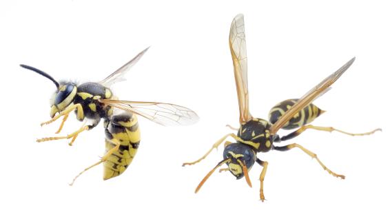 Wespen im Anflug: 5 Tipps gegen fiese Stiche / Bild: iStock / Trifonov_Evgeniy Wespen im Anflug: 5 Tipps gegen fiese Stiche / Bild: iStock / Trifonov_Evgeniy