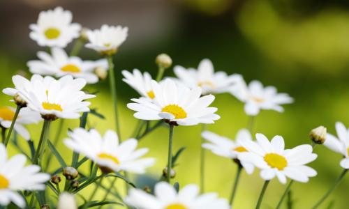 Hilfe aus der Natur: 4 Heilpflanzen gegen Blähbauch, Schwellungen & Co. Thumbnail