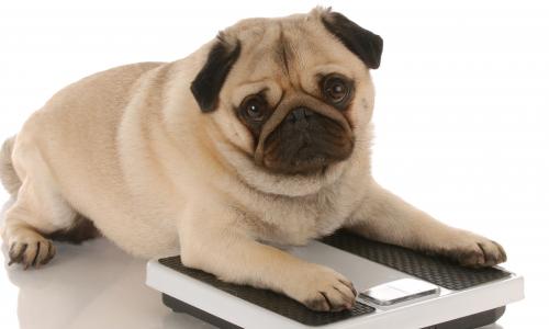 Tschüss, innerer Schweinehund: 3 Tipps, wie du dich zu regelmäßigem Sport motivierst Thumbnail