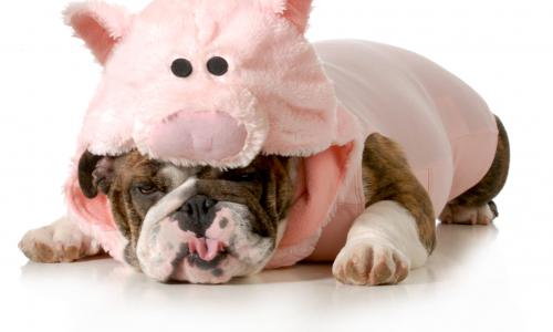 Botschafter der Komfortzone