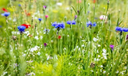 Die besten (Wild-)Kräuter für Läufer