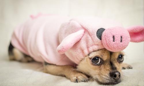 4 effektive Tricks gegen den inneren Schweinehund