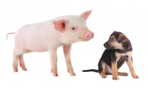 © iStock / bazilfoto Den inneren Schweinehund bekämpfen mit Routine