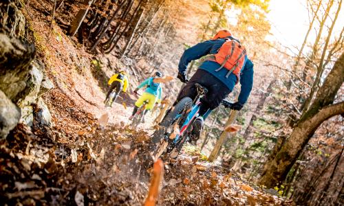 © iStock / vm Konfliktzone Wald: Experten zitieren Lösungen im komplexen Konflikt