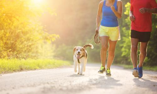 Dogging: Was beachten beim Laufen mit Hund?