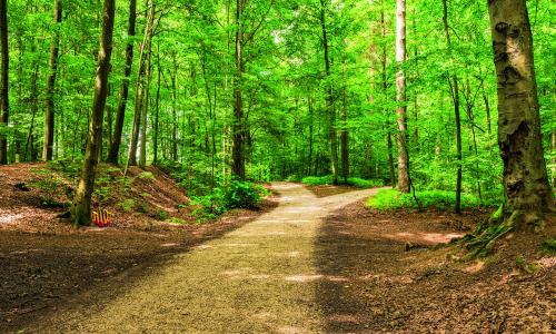 Oh, wie schön ist die Forststraße: Über die Suche nach der Königin unter den Bikestrecken