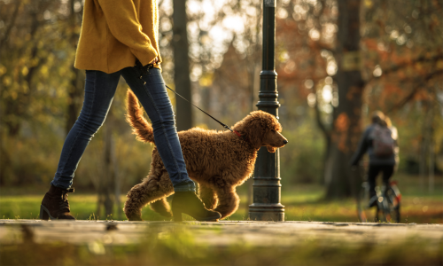 Warum das Spazierengehen viel mehr als nur ein Trend sein sollte