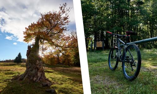 Erst Bike, dann Hike: Outdoor pur bei der Hochschachten-Tour im ARBERLAND