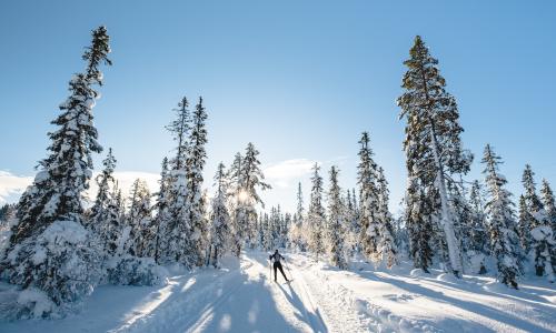 Fit mit Sumi: Das Erbe des Pauli Siitonen