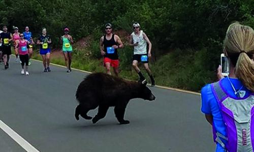 Schwarzbär crasht 10-Meilen-Lauf in Colorado / Bild: Donald Sanborn Thumbnail