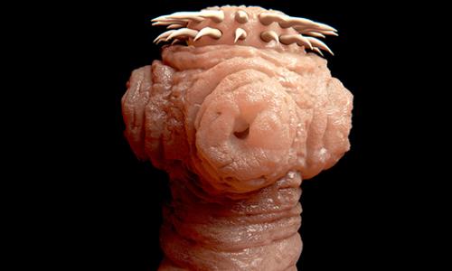 Ekling, sinnlos, grausam: Die 5 bescheuertsten Diäten der Welt / Bild: iStock / selvanegra Thumbnail