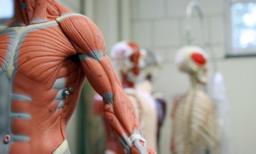 Faszientraining / Bild: istock / cudazi Thumbnail