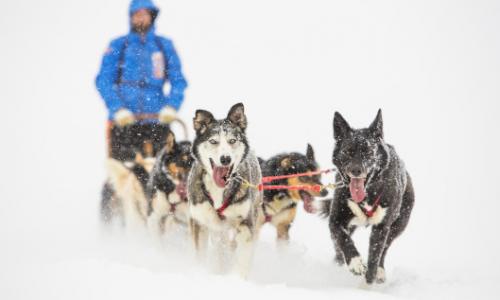 In der Wildnis Skandinaviens: Die Anmeldung für den Fjällräven Polar 2017 startet im November! / Bild: Fjällräven Thumbnail