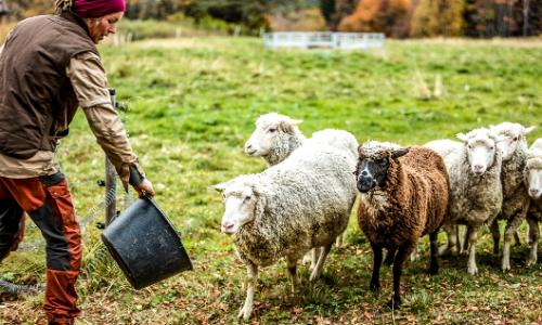 Projekt Schwedische Wolle: Fjällräven für mehr Transparenz bei der Wollproduktion / Bild: Fjällräven Thumbnail