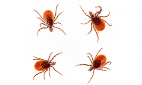 Vorsicht im Freien: Die 7 wichtigsten Infos gegen Zecken / Bild: iStock / humonia Thumbnail