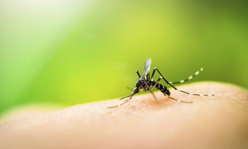 Gelsen-Alarm: 5 stichhaltige Fakten, die du über die fliegenden Blutsauger wissen solltest / Bild: iStock / auimeesri Thumbnail