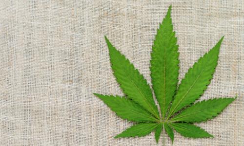 Gesunde Ernährung: 5 Fakten über Hanfsamen / Bild: iStock Thumbnail