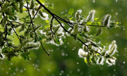 Gratis Allergiker-App der Med Uni Wien liefert 3-Tages-Prognose / Bild: iStock / Alkimson Thumbnail