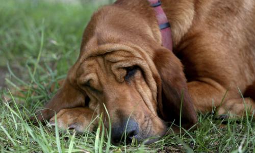 Tierisch gut: Hündin gewinnt Medaille bei Halbmarathon / Bild: iStock Thumbnail