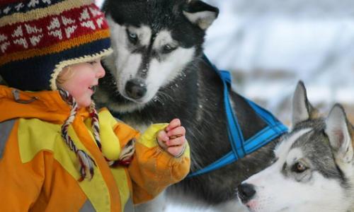 Eines von vielen Ausflugszielen in den Kitzbüheler Alpen ist die Huskyranch in Angerberg. / Bild: Martin Eigentler Thumbnail