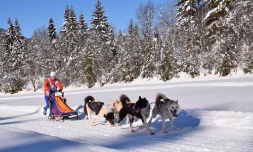 3-Tages-Schlittenhundekurse im Tiroler PillerseeTal / Bild: WMP Thumbnail