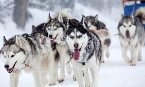 Schlittenhundefahren / Bild: istock / 8213erika Thumbnail