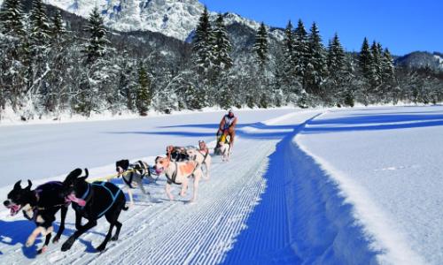 Größtes Hundeschlittencamp der Alpen ab Mitte Jänner im Pillerseetal / Bild: WMP Thumbnail