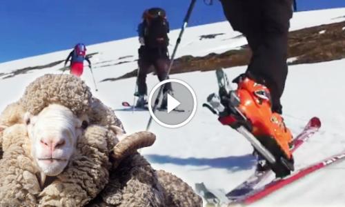 Skitour Video Blog - Folge 2: Qualität, Funktion und Pflege von Merinowolle / Bild: high life / iStock / JohnCarnemolla Thumbnail