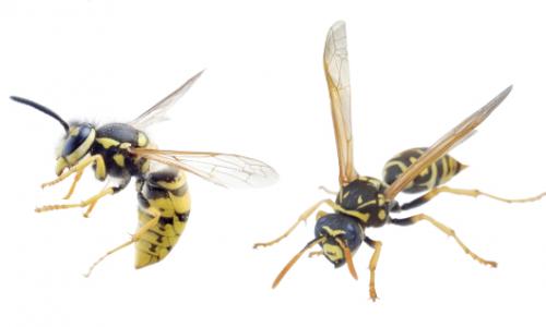 Wespen im Anflug: 5 Tipps gegen fiese Stiche / Bild: iStock / Trifonov_Evgeniy Thumbnail