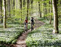 4 gute Gründe, warum du jeden Tag radfahren solltest